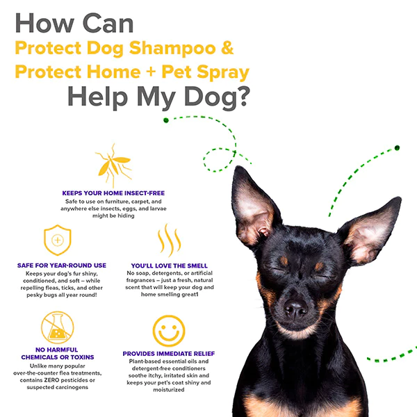 Protect Shampoo & Spray